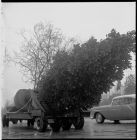 Tree hanging of flatbed